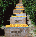 Oranges