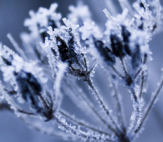 Frozen Leaf