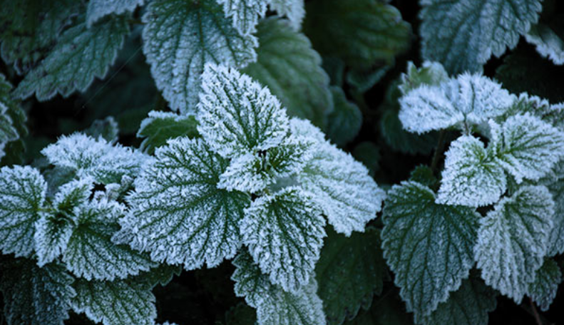 Frosty Leaf