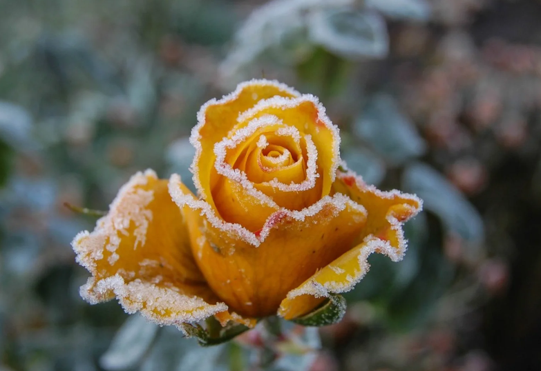 Frost