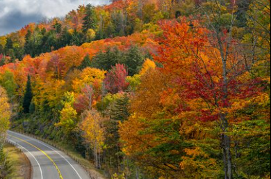 fall foliage