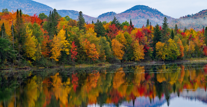 Fall Foliage